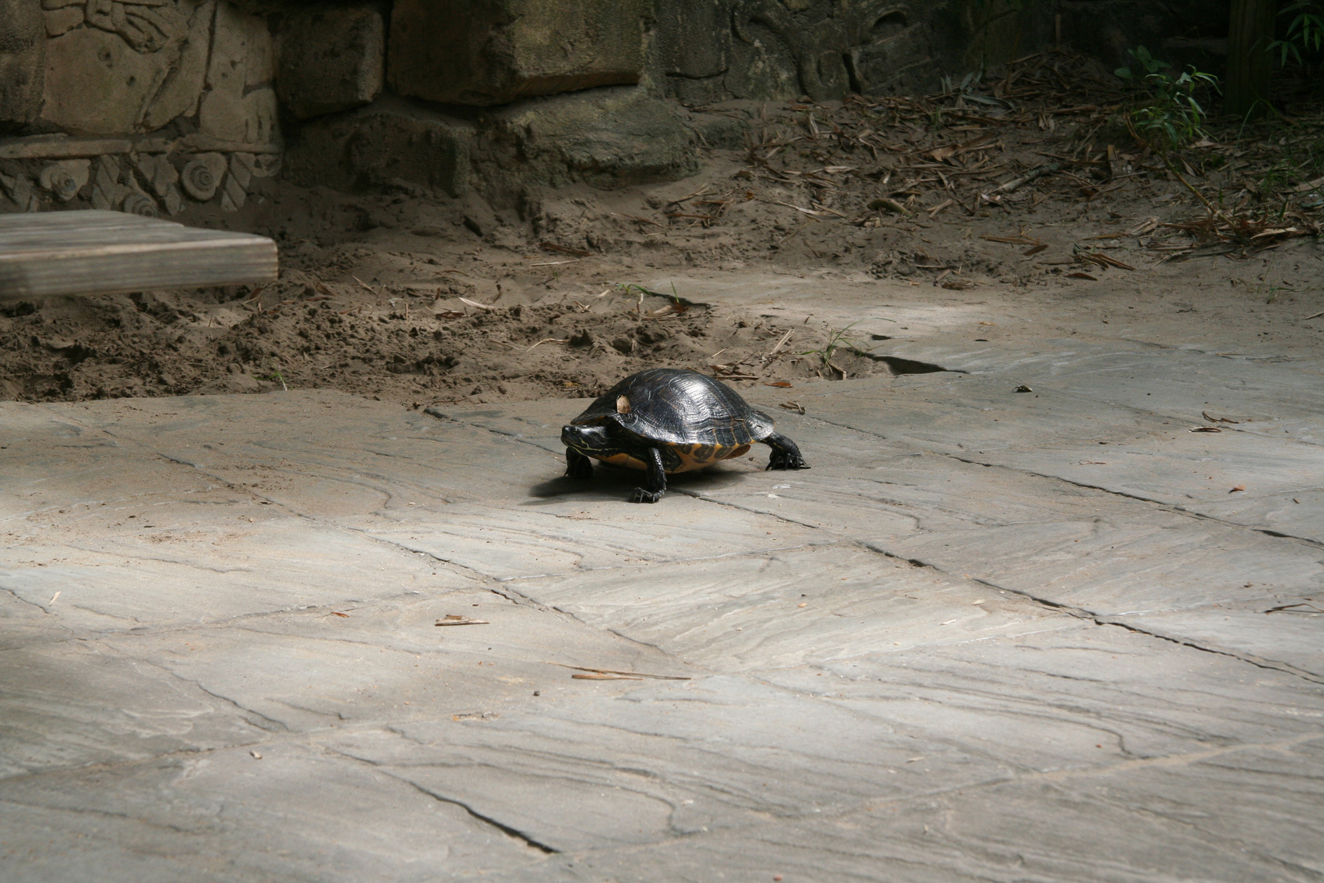 Hieroglyphen-Schmuckschildkröte/Eastern river cooter turtle